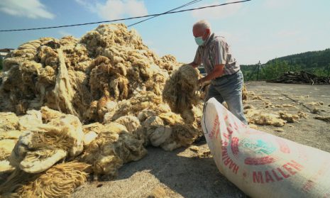 Foto noticia - La Mancomunidad de Malerreka realizará una recogida de lana de oveja en julio